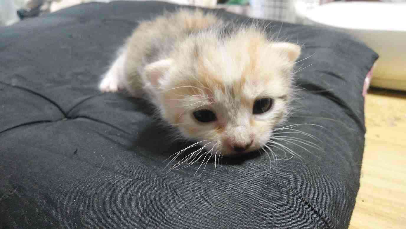 愛猫の子猫時代 part2