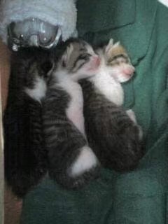 愛猫の子猫時代 part2