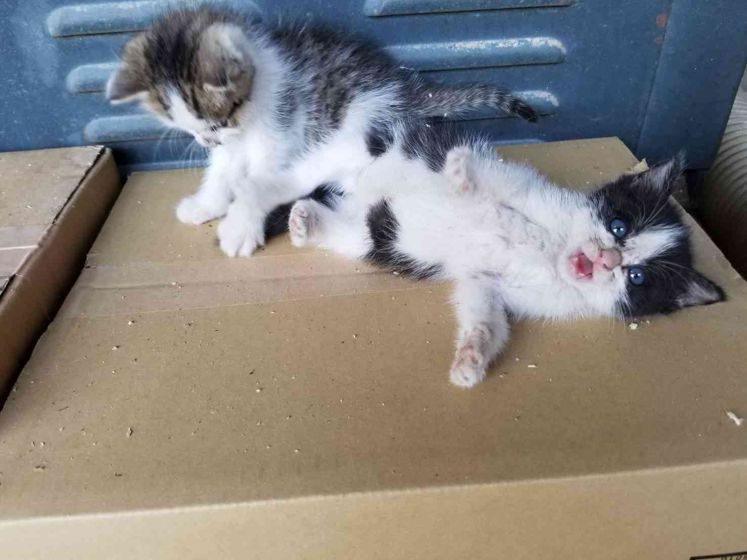 愛猫の子猫時代 part2