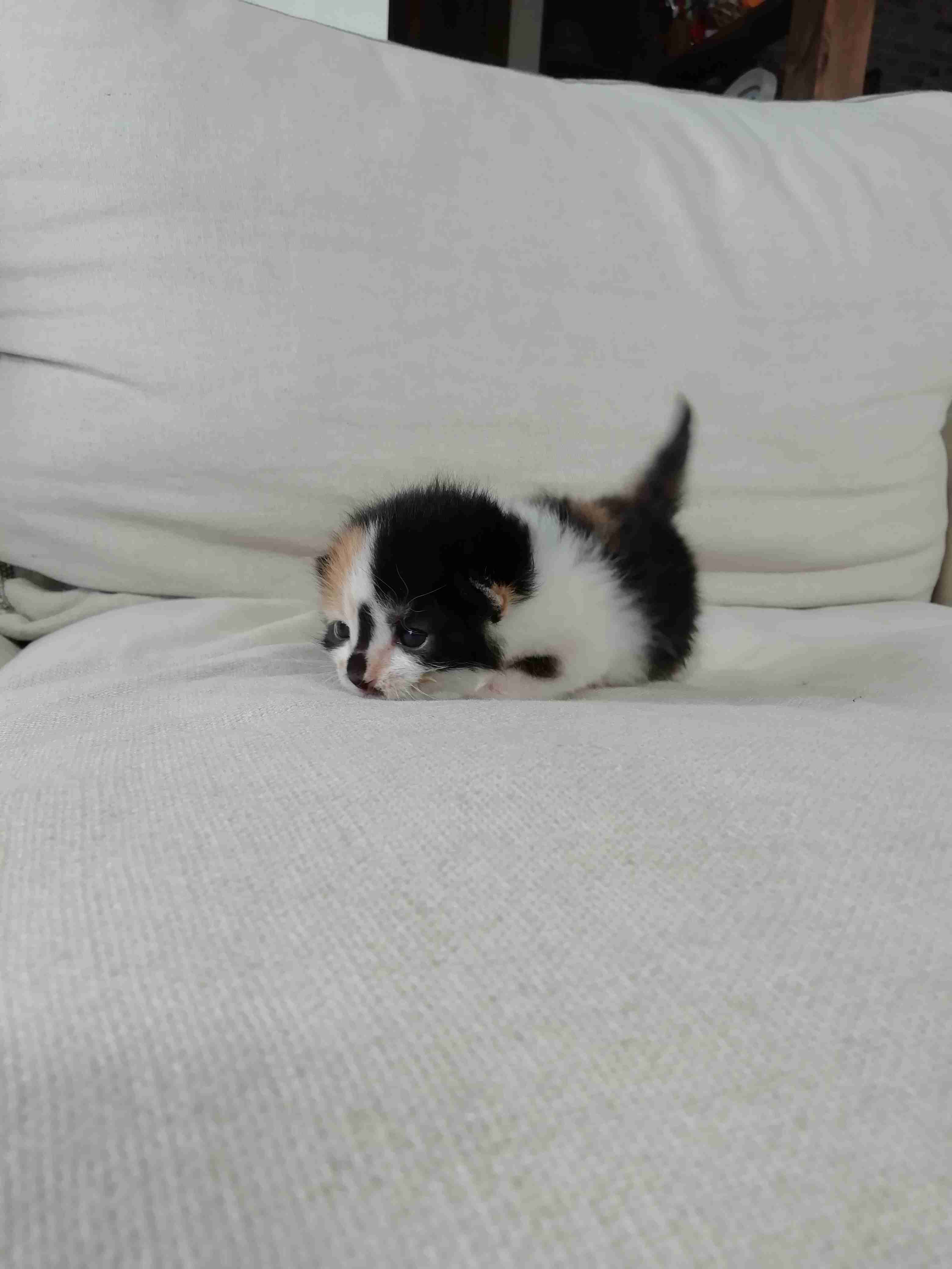 愛猫の子猫時代 part2