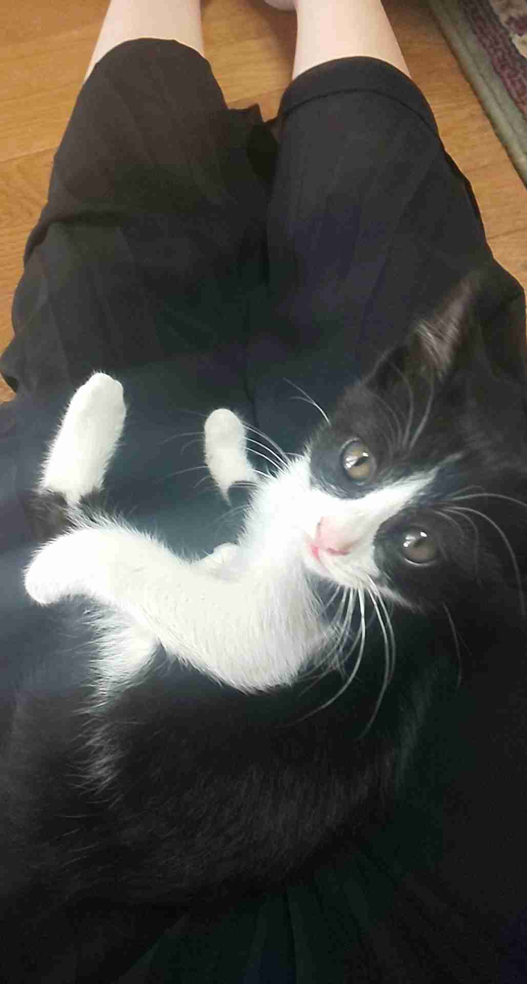 愛猫の子猫時代 part2