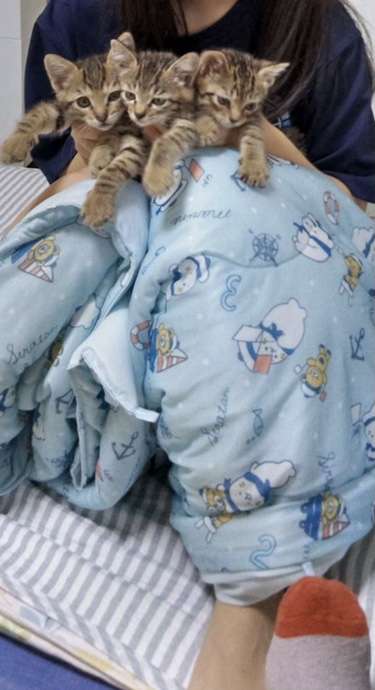 愛猫の子猫時代 part2