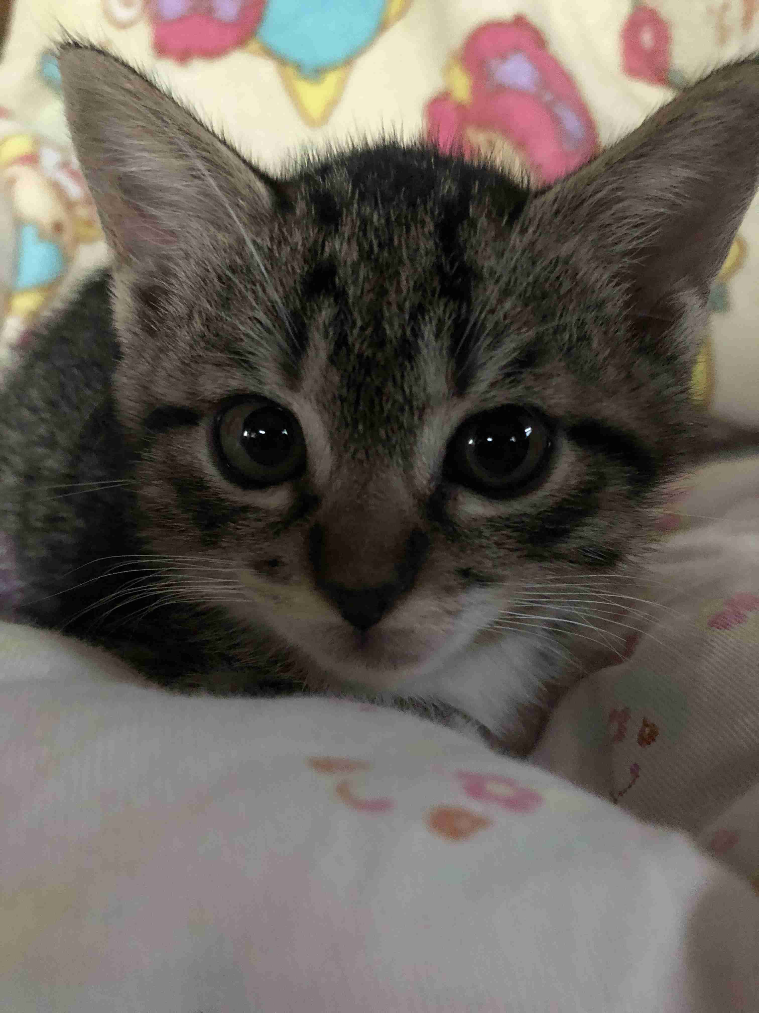 愛猫の子猫時代 part2