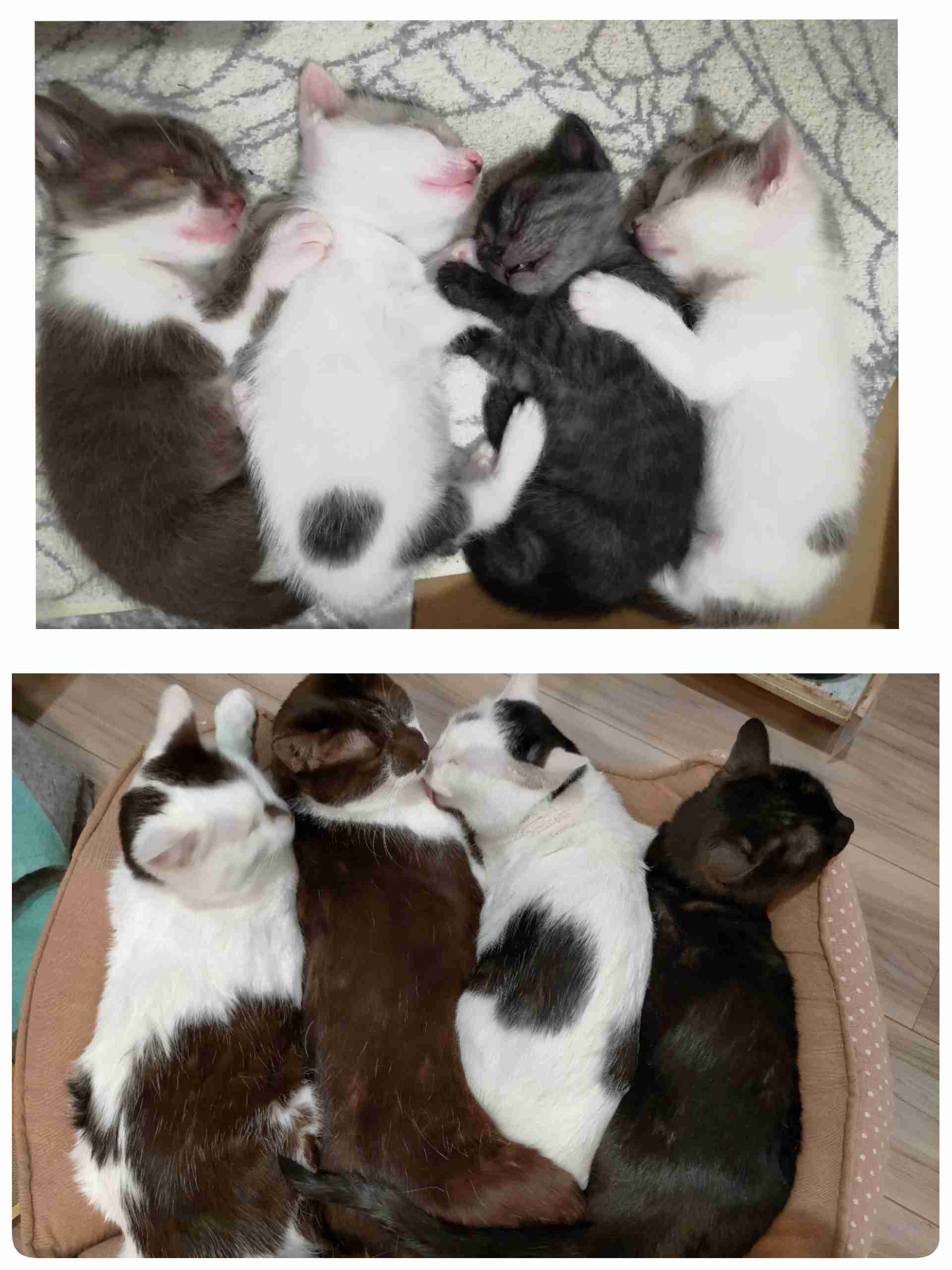 愛猫の子猫時代 part2