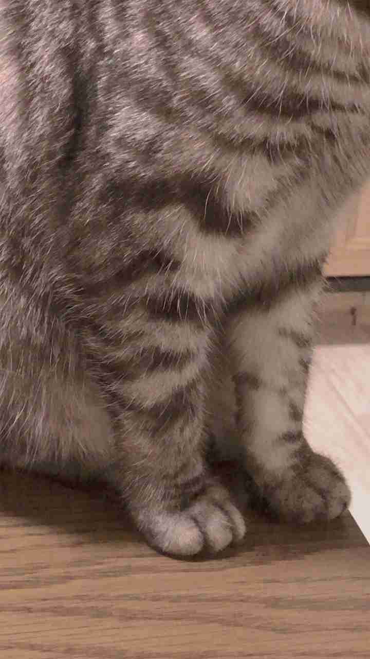 愛猫の子猫時代 part2