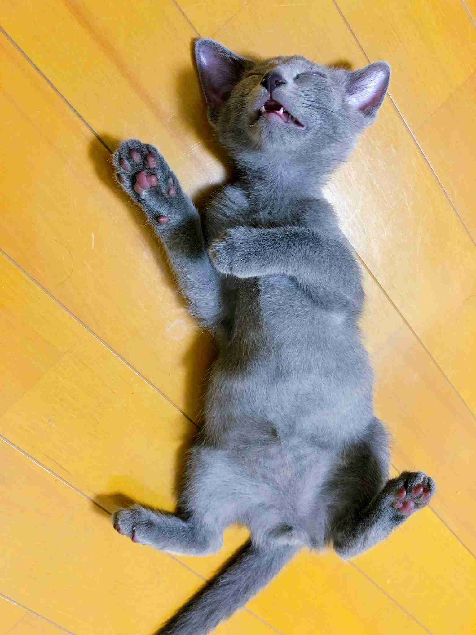 愛猫の子猫時代 part2