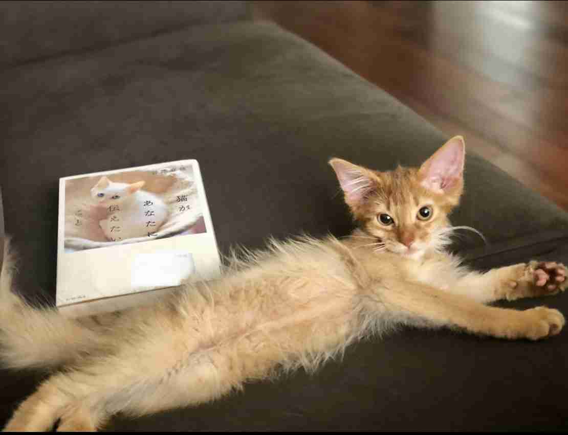 愛猫の子猫時代 part2