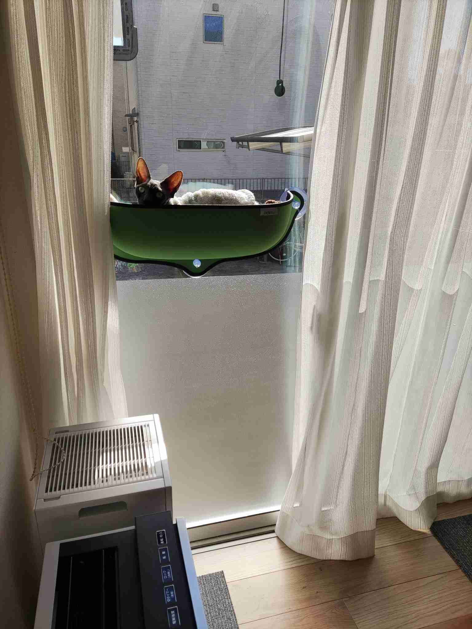 愛猫の子猫時代 part2