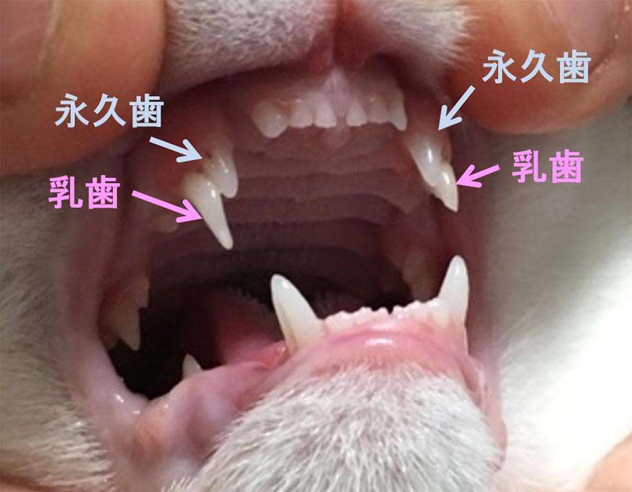 愛猫の子猫時代 part2