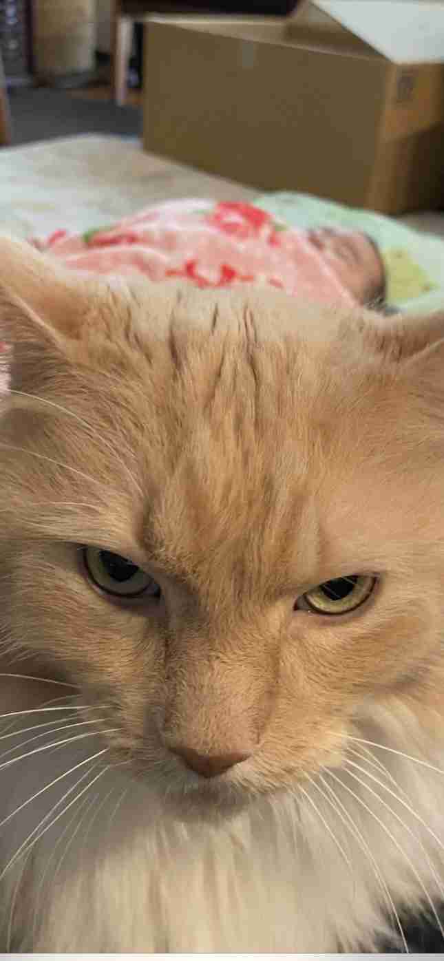 愛猫の子猫時代 part2