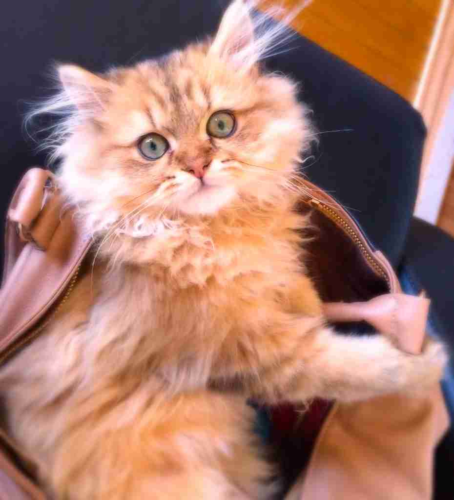 愛猫の子猫時代 part2