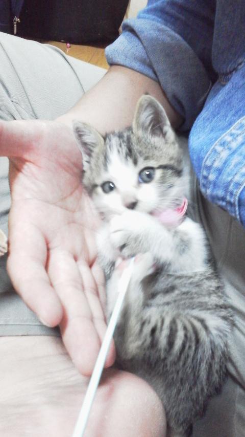 愛猫の子猫時代 part2