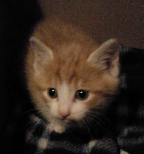 愛猫の子猫時代 part2