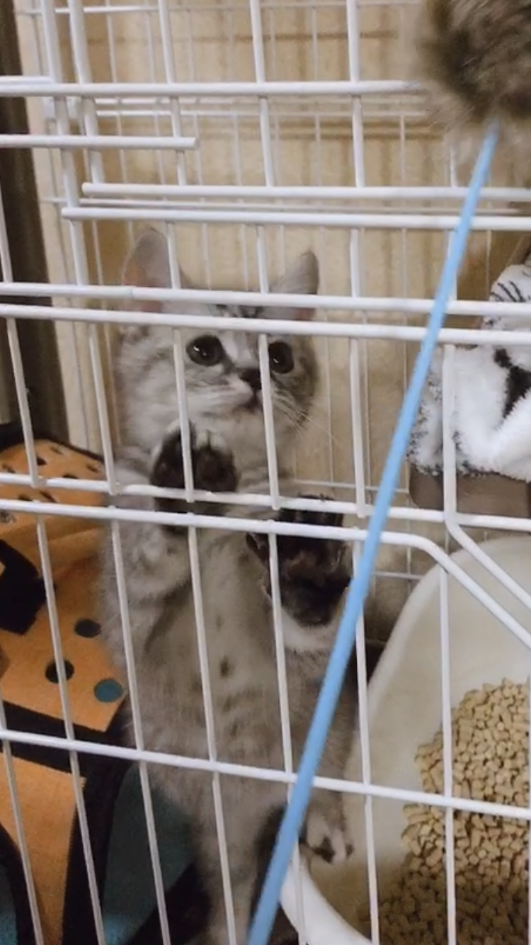 愛猫の子猫時代 part2