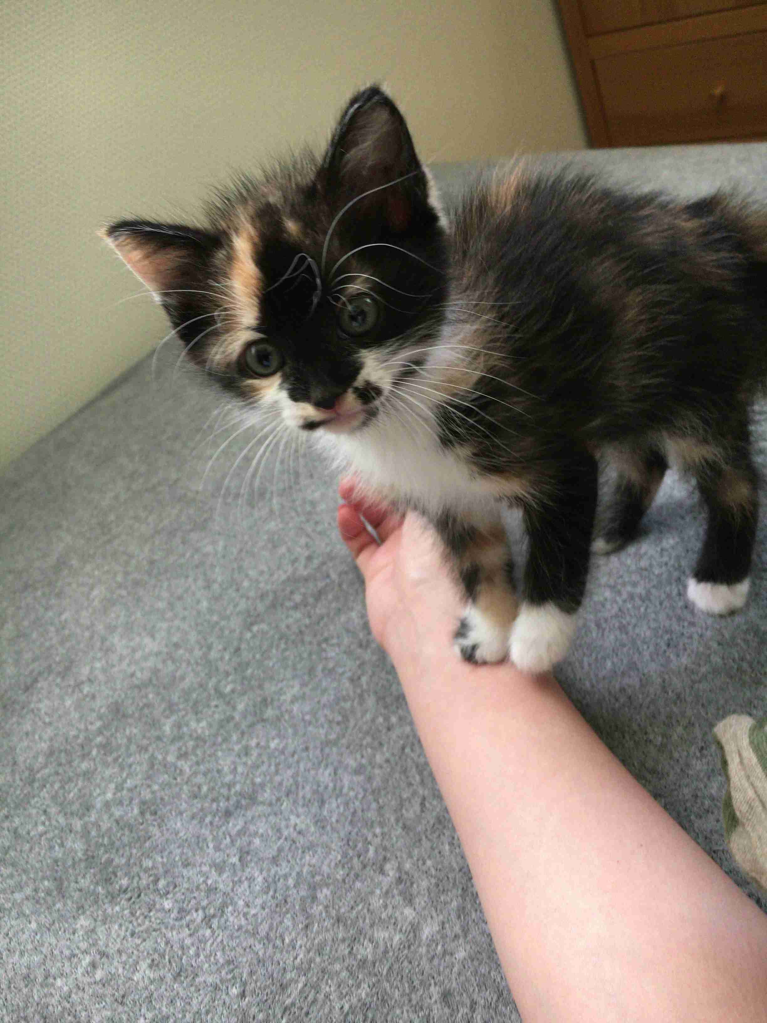 愛猫の子猫時代 part2