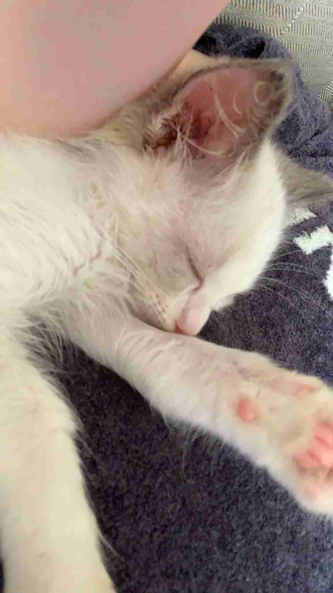 愛猫の子猫時代 part2