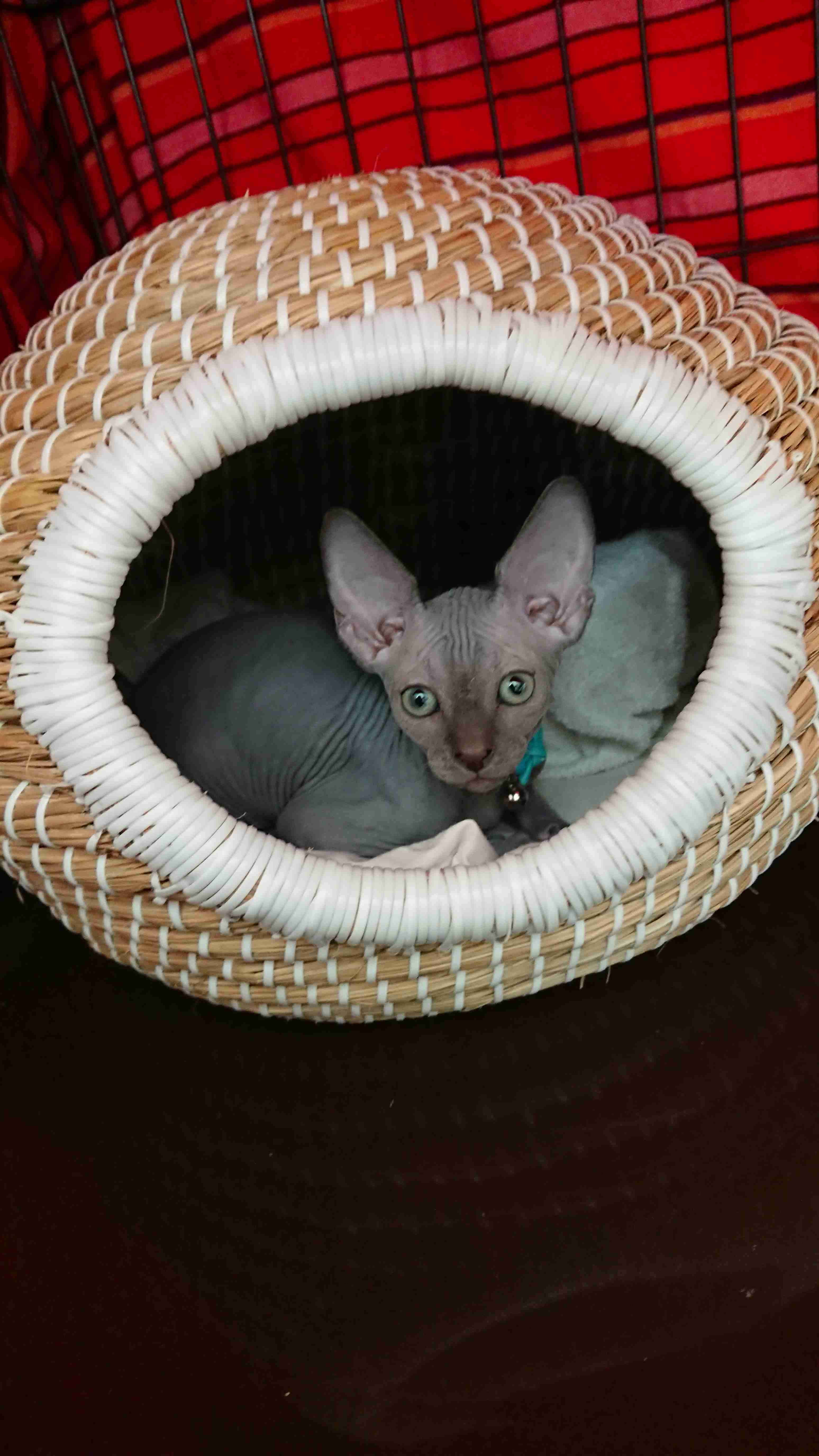 愛猫の子猫時代 part2