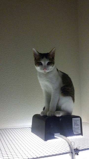 愛猫の子猫時代 part2