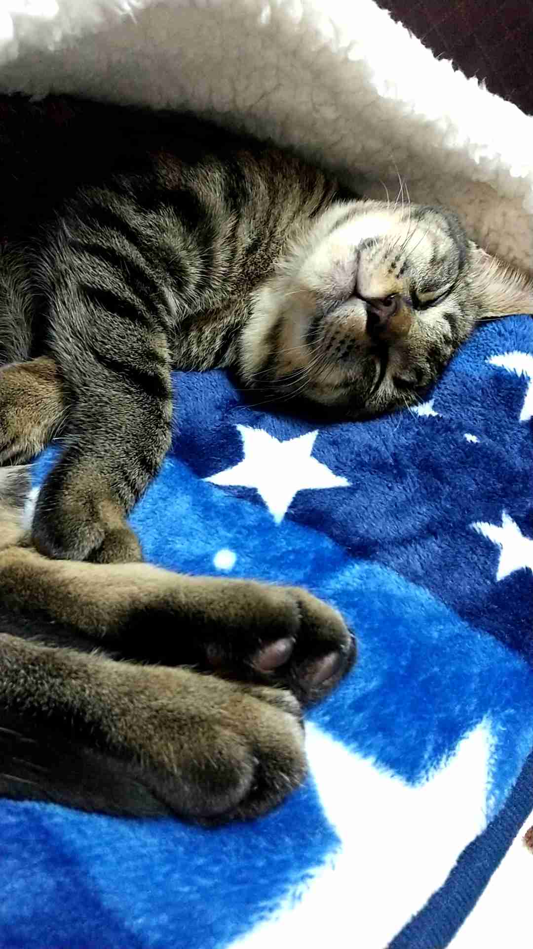 愛猫の子猫時代 part2