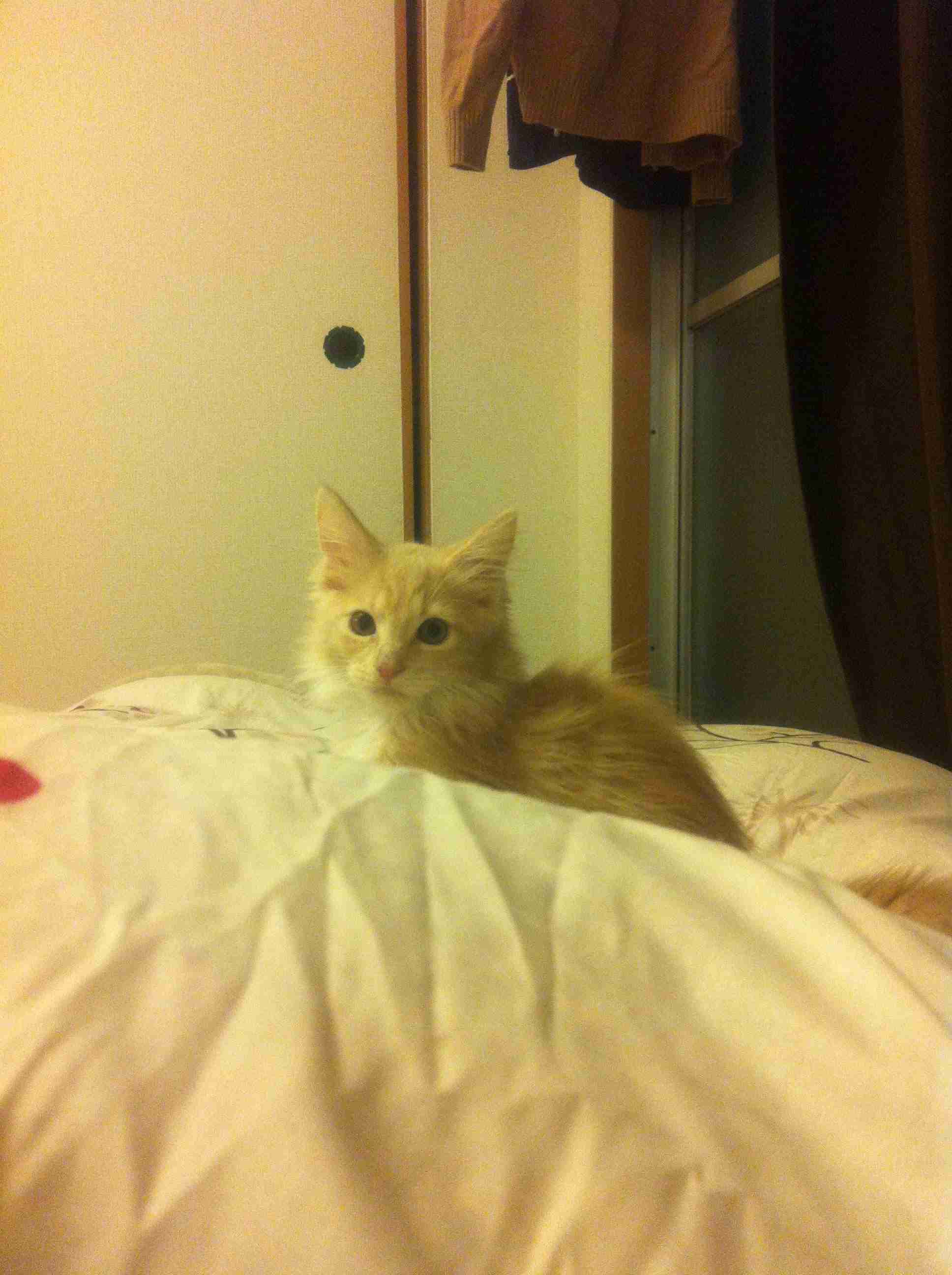 愛猫の子猫時代 part2