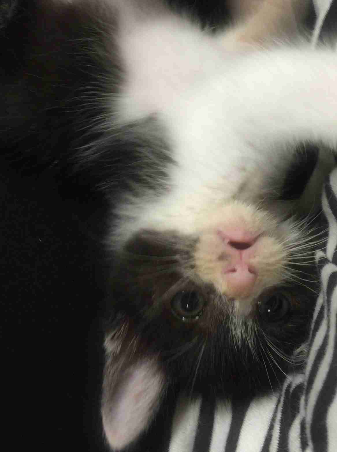 愛猫の子猫時代 part2