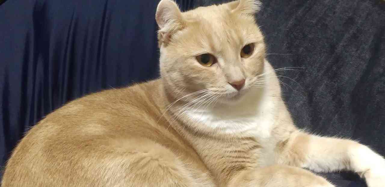 愛猫の子猫時代 part2