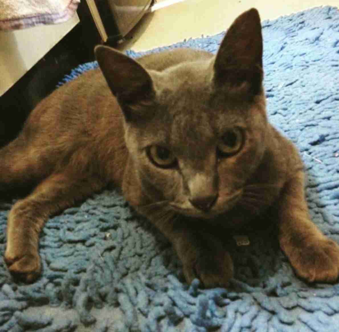 愛猫の子猫時代 part2