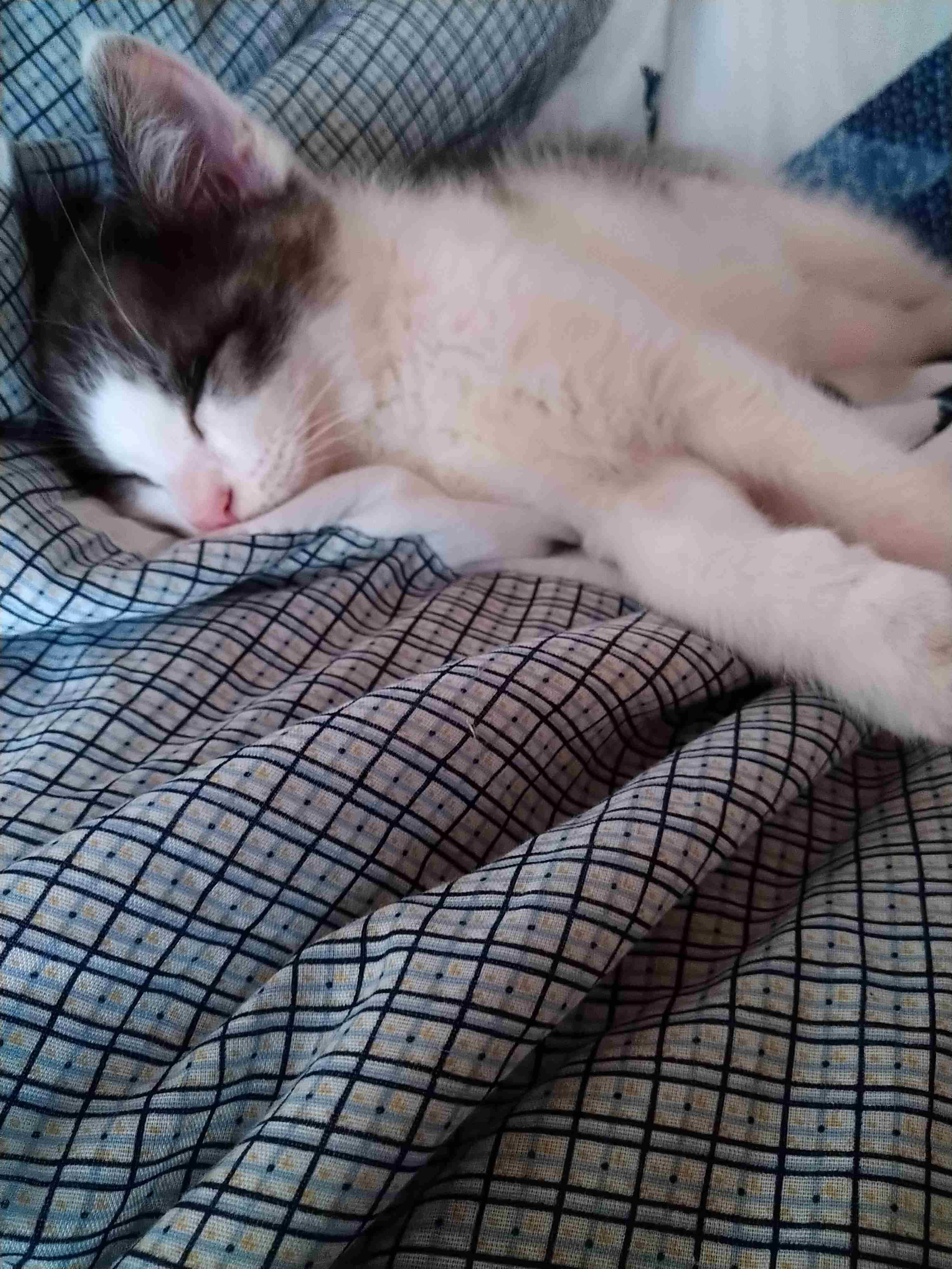 愛猫の子猫時代 part2