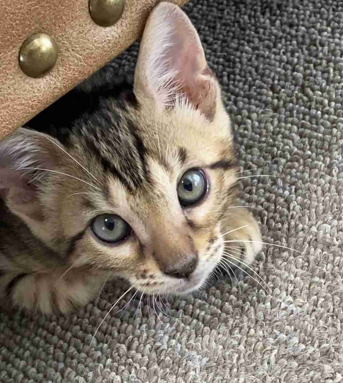 愛猫の子猫時代 part2