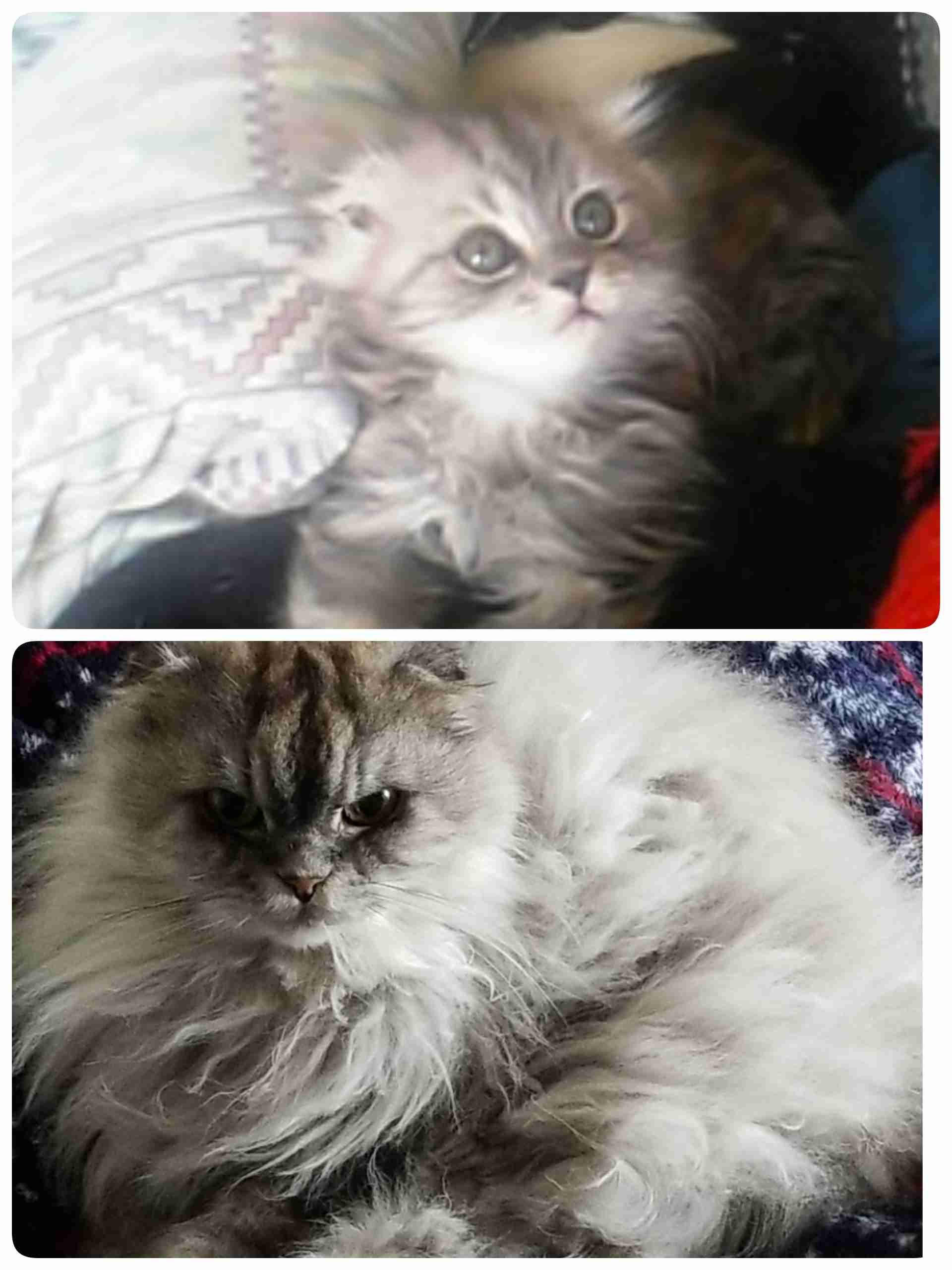 愛猫の子猫時代 part2