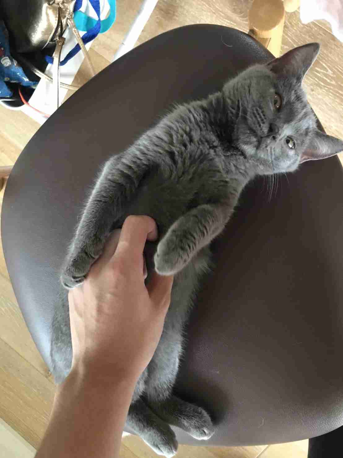 愛猫の子猫時代 part2