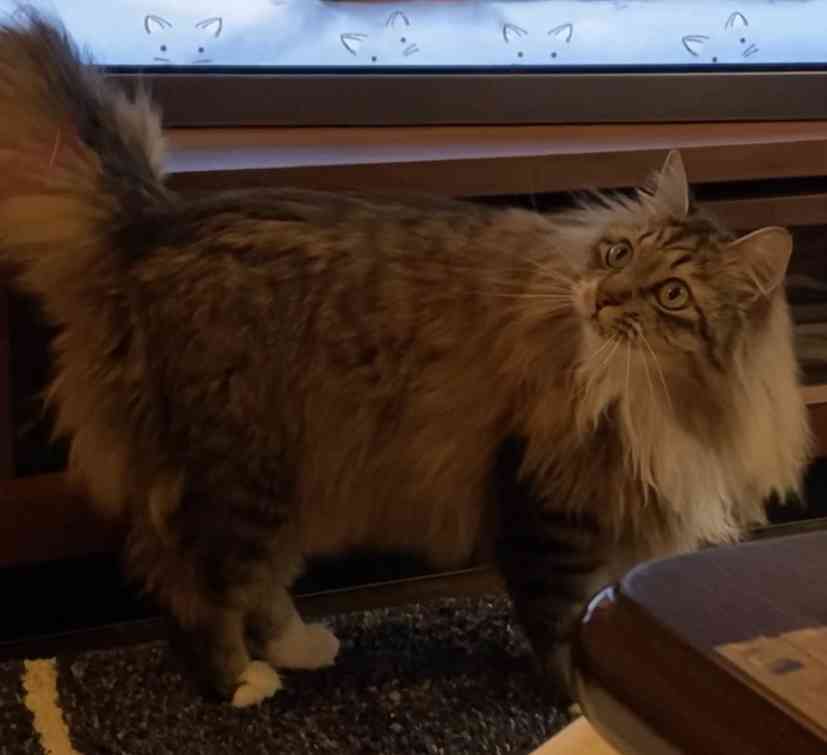 愛猫の子猫時代 part2