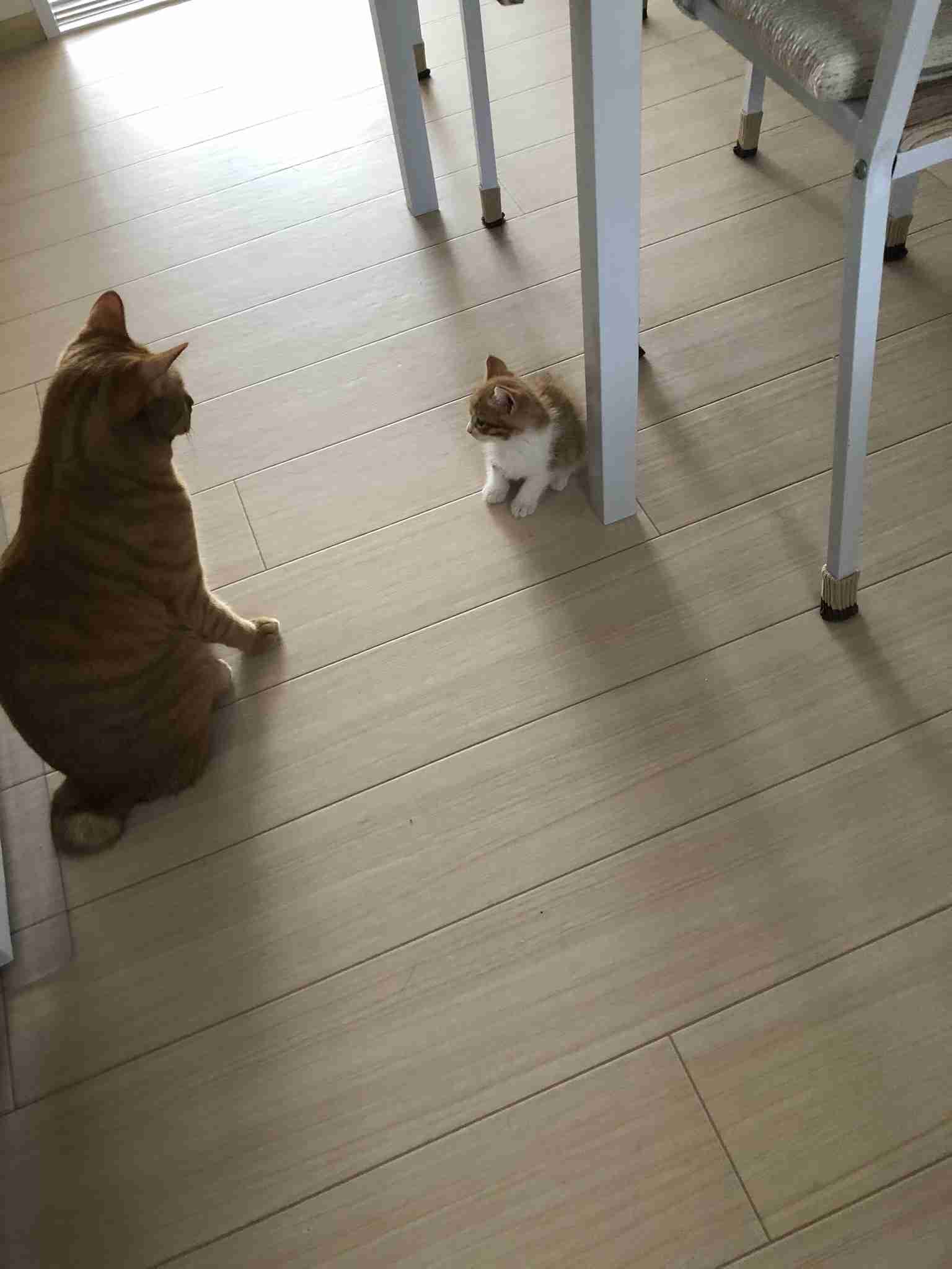 愛猫の子猫時代 part2