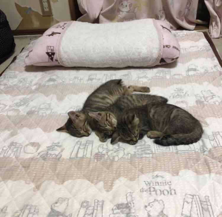 愛猫の子猫時代 part2