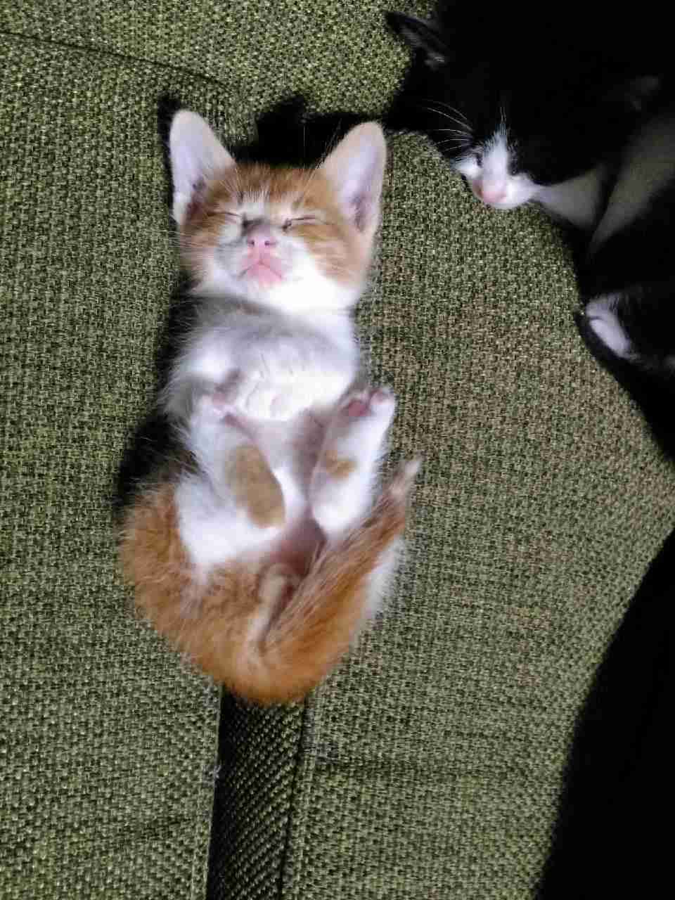 愛猫の子猫時代 part2