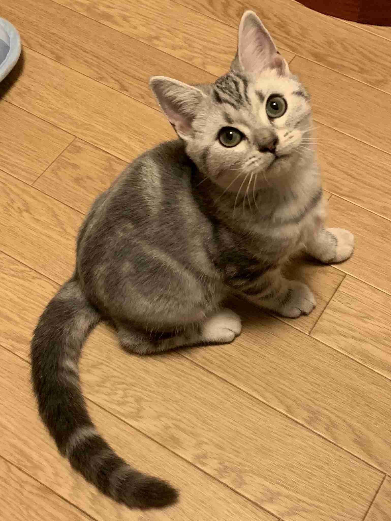 愛猫の子猫時代 part2