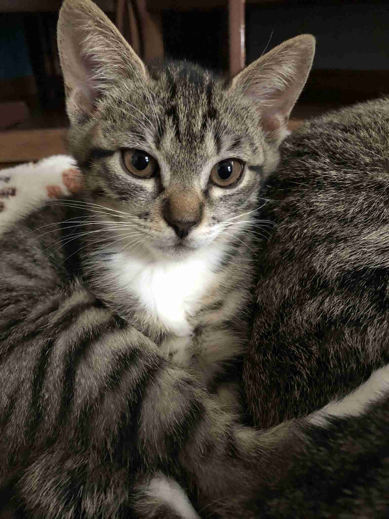 愛猫の子猫時代 part2