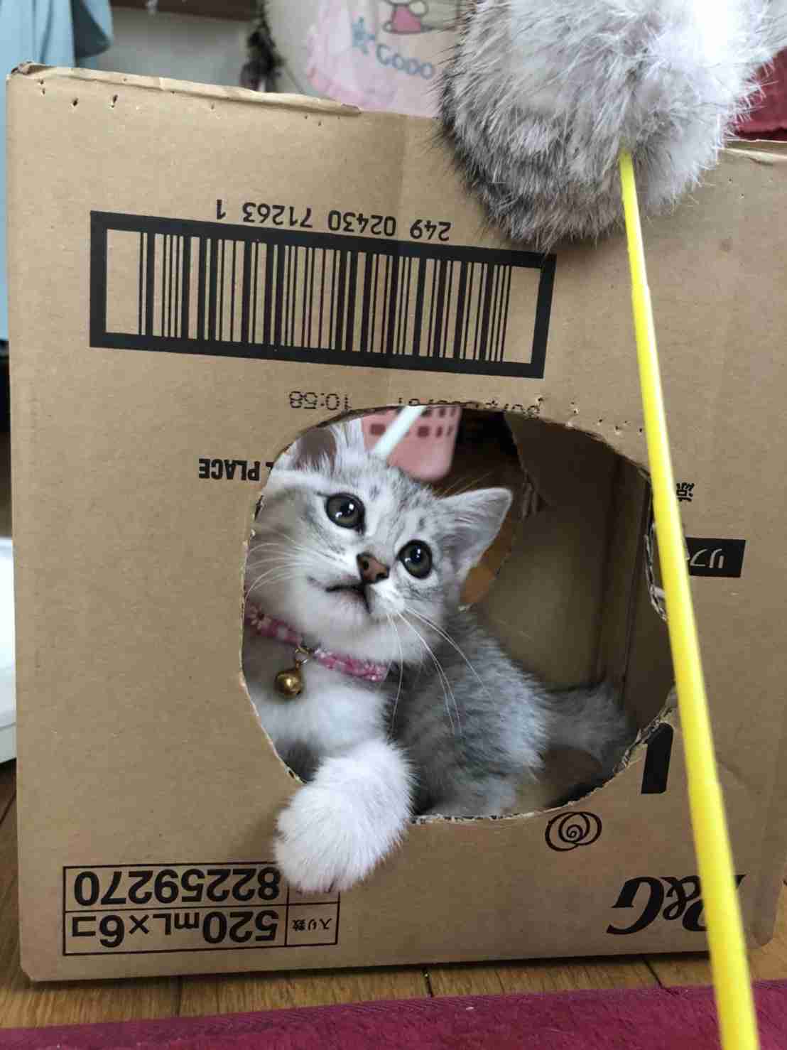 愛猫の子猫時代 part2