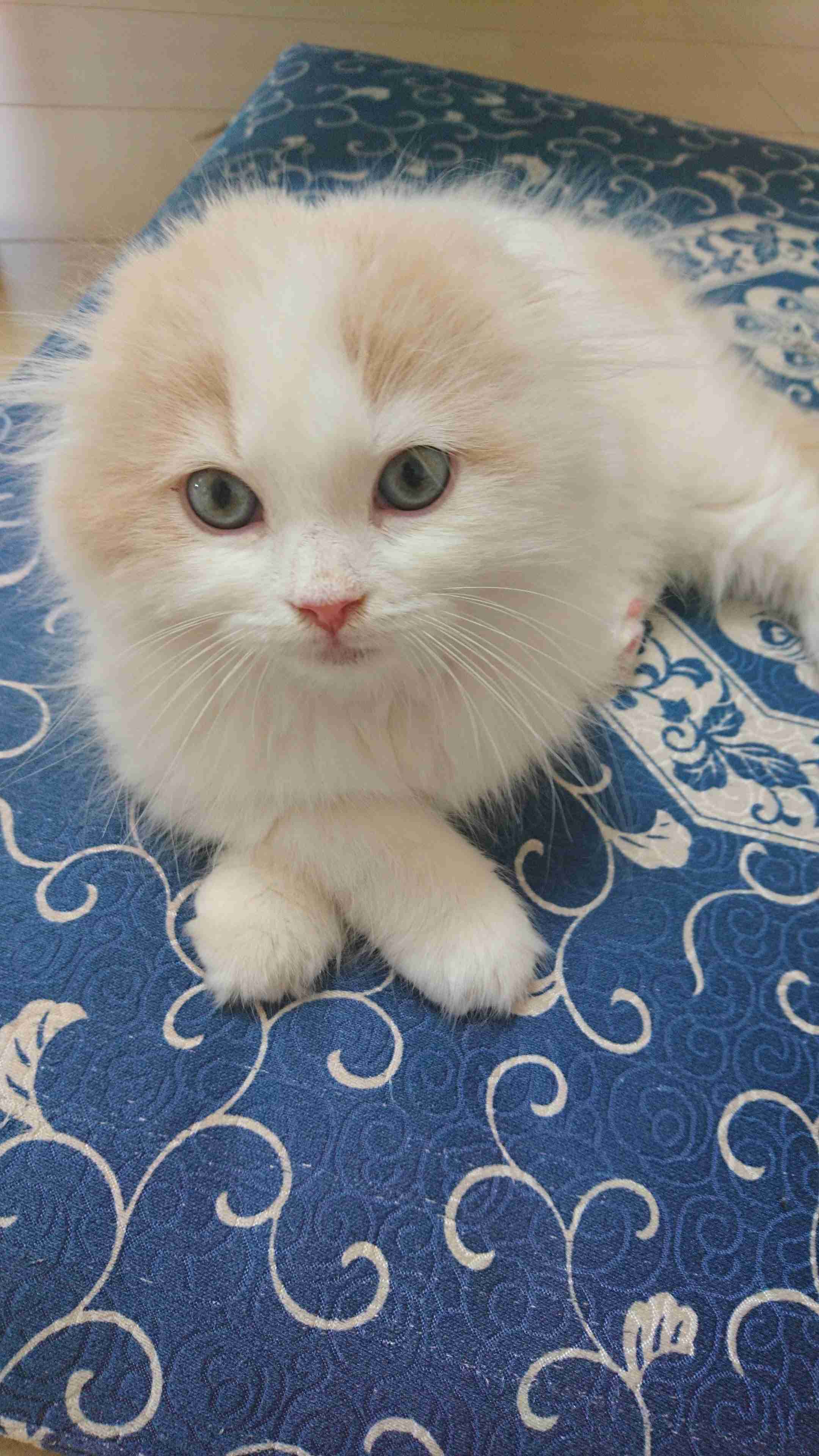 愛猫の子猫時代 part2