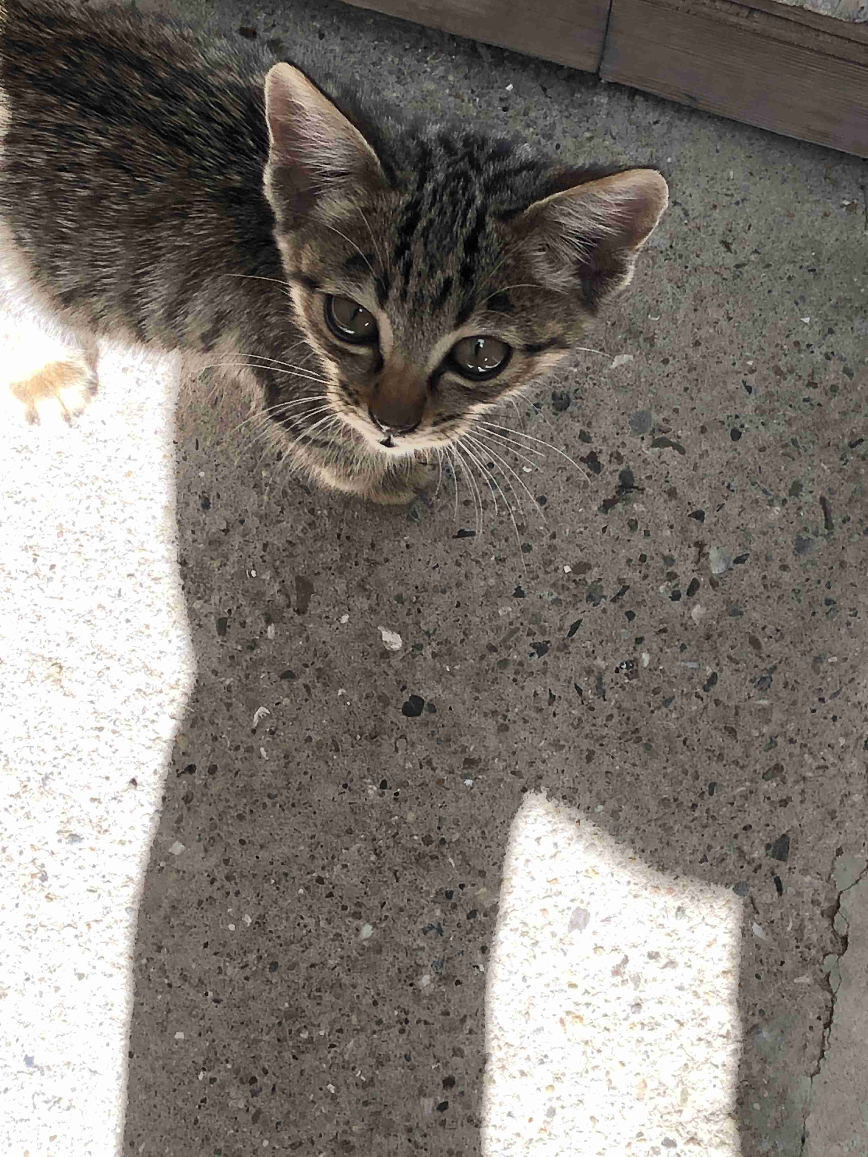 愛猫の子猫時代 part2