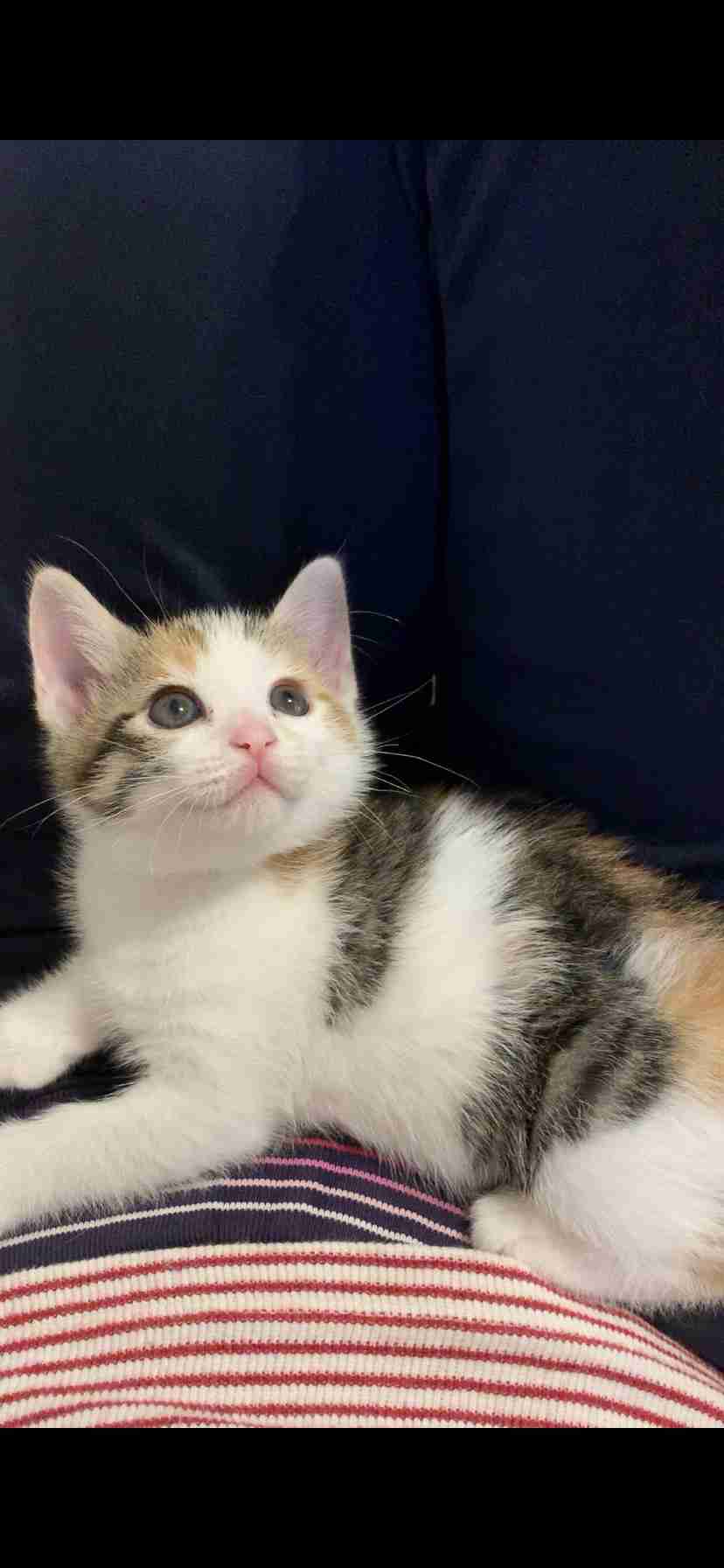 愛猫の子猫時代 part2