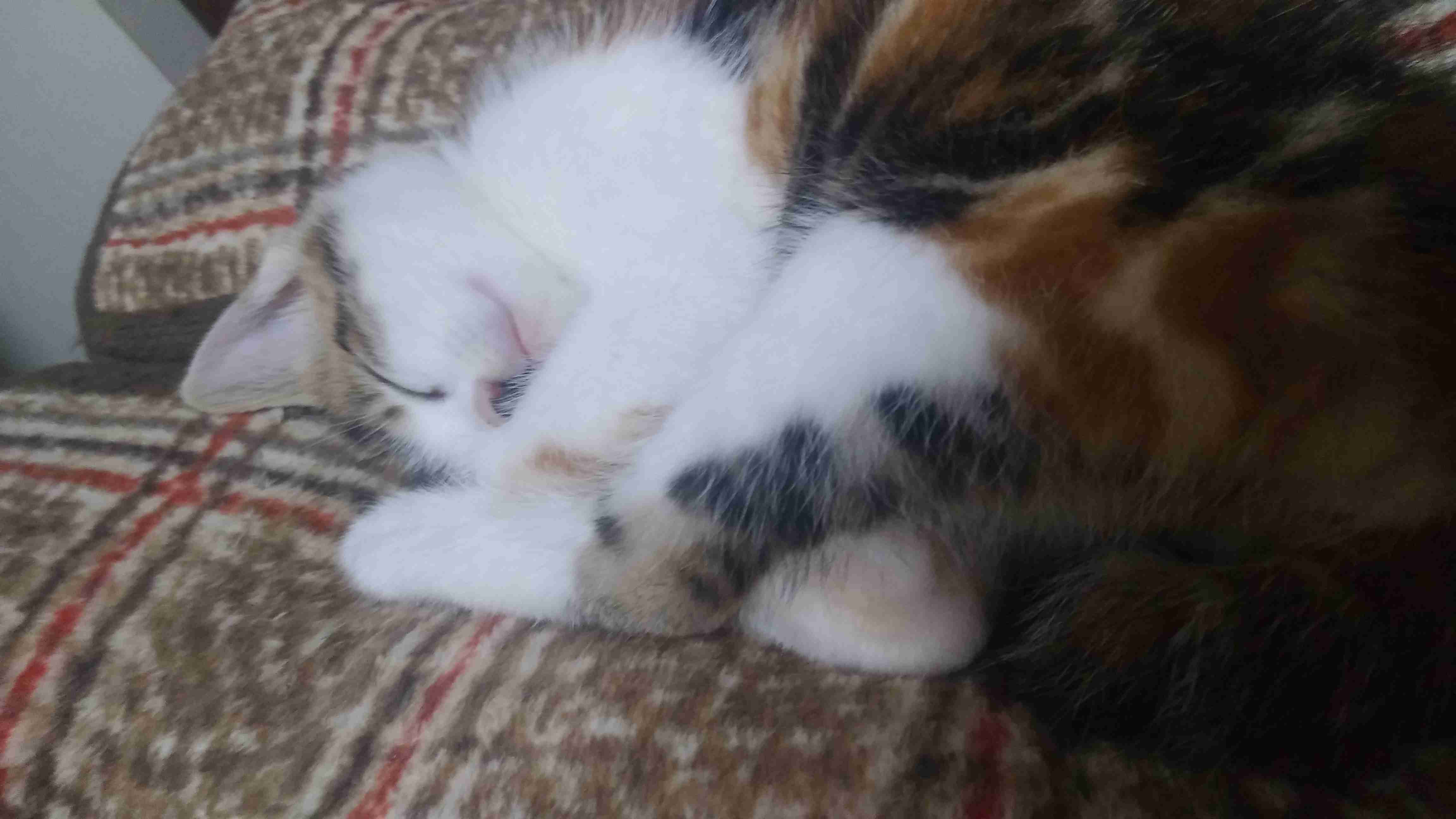 愛猫の子猫時代 part2