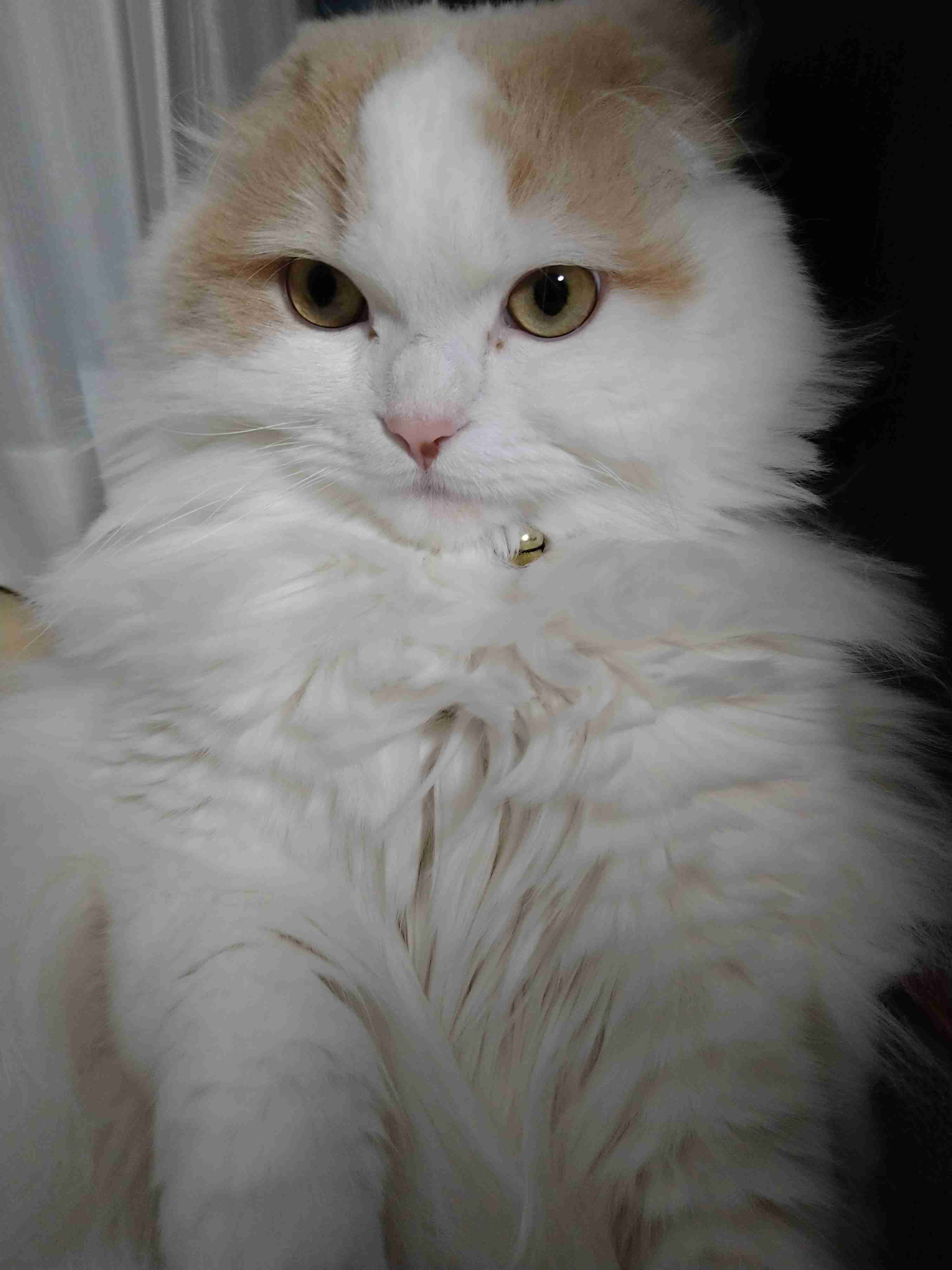 愛猫の子猫時代 part2