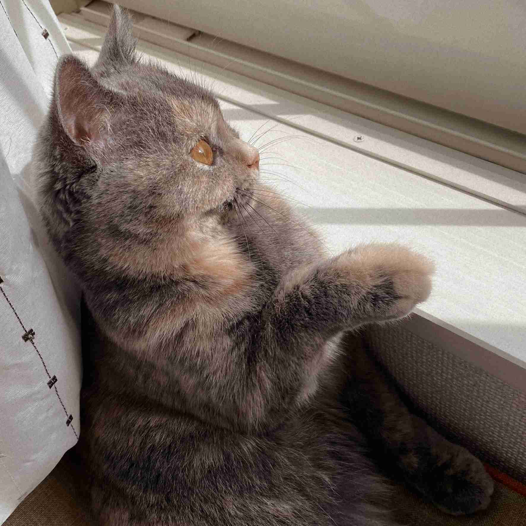 愛猫の子猫時代 part2