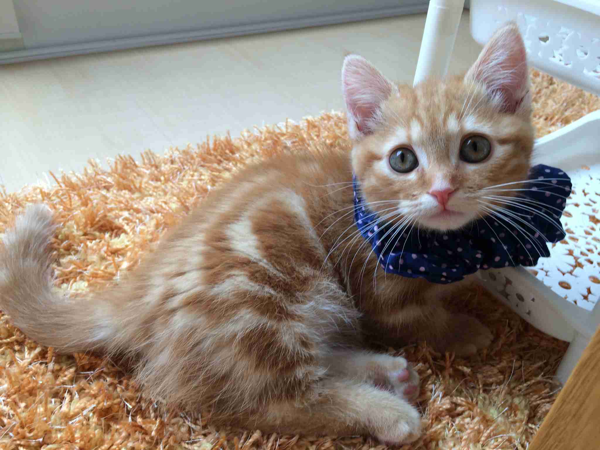 愛猫の子猫時代 part2