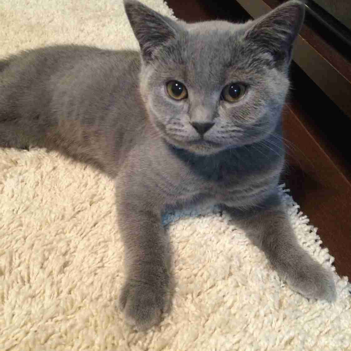 愛猫の子猫時代 part2