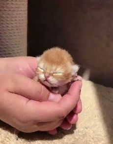 愛猫の子猫時代 part2