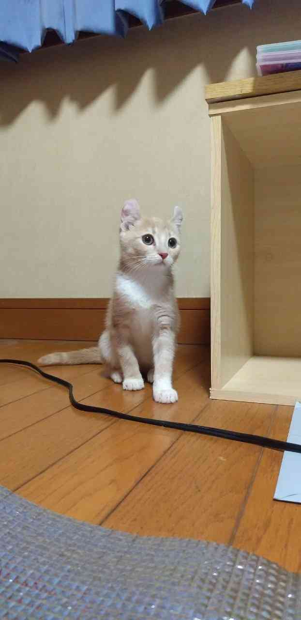 愛猫の子猫時代 part2