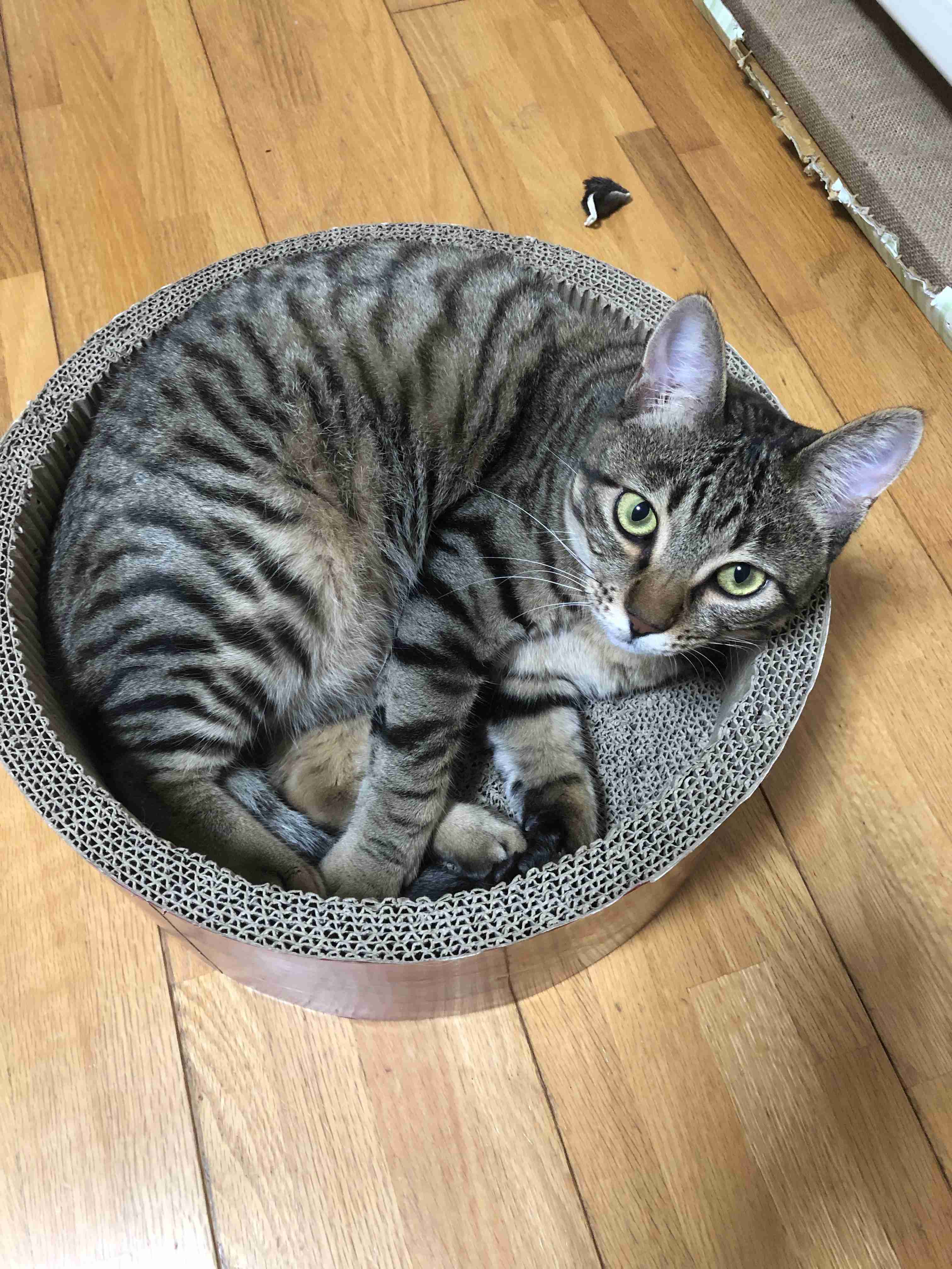 愛猫の子猫時代 part2