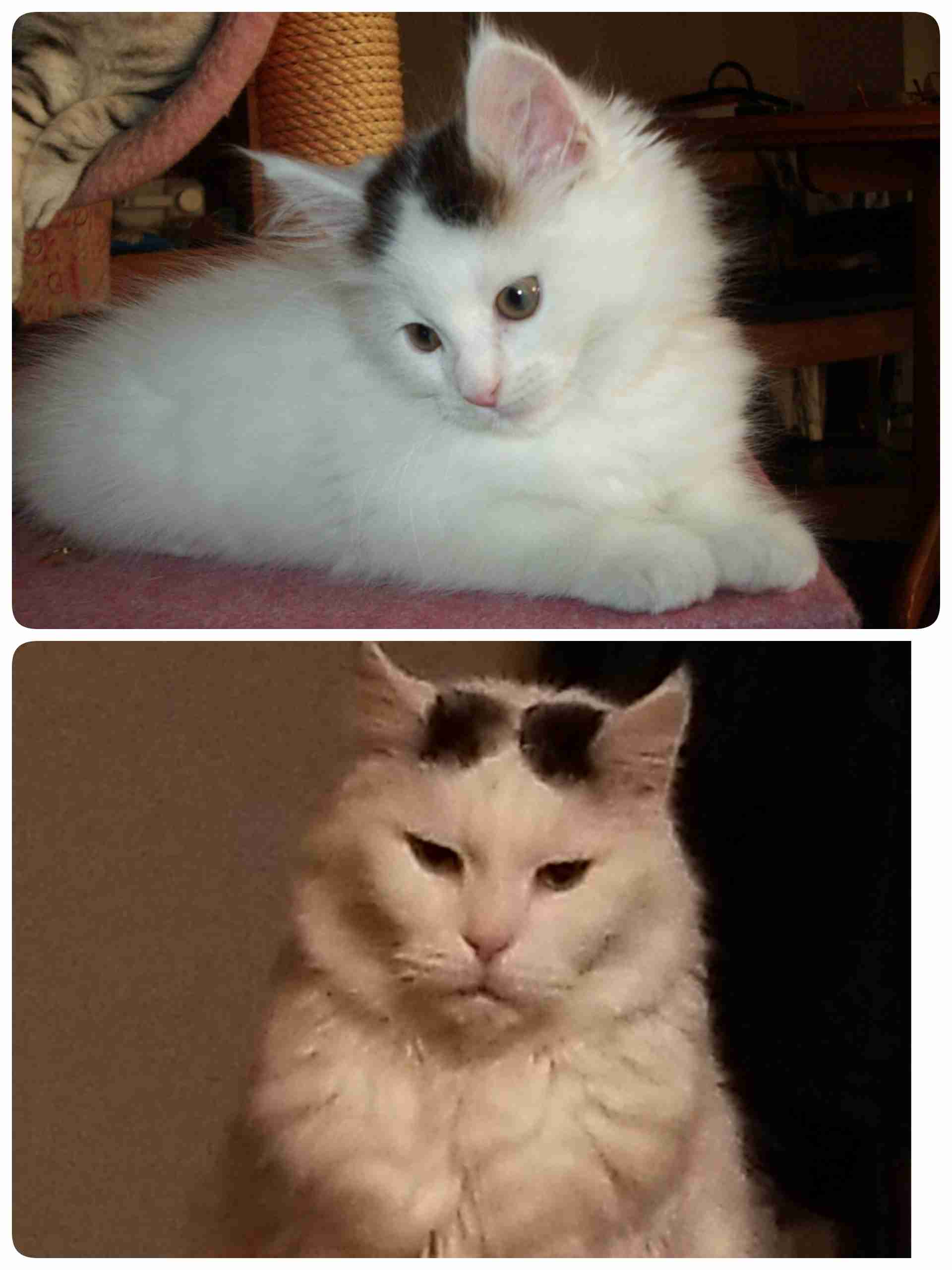 愛猫の子猫時代 part2